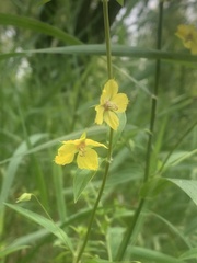 Lysimachia lanceolata