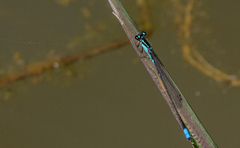 Acanthagrion quadratum