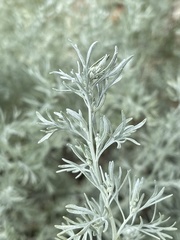 Artemisia rutifolia