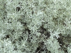 Artemisia rutifolia