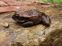 Rhinella poeppigii