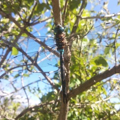 Rhionaeschna jalapensis