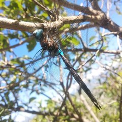 Rhionaeschna jalapensis