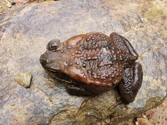 Rhinella poeppigii