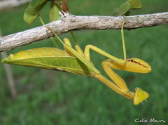 Stagmatoptera biocellata