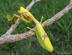 Stagmatoptera biocellata