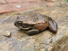 Rhinella poeppigii