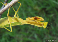 Stagmatoptera biocellata