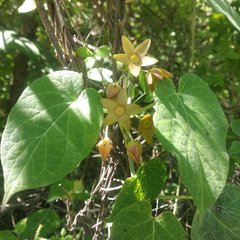 Matelea cervantesii