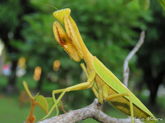 Stagmatoptera biocellata