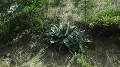 Agave cordillerensis