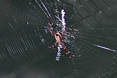Argiope radon