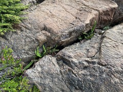Polystichum kruckebergii