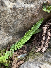 Polystichum kruckebergii