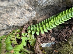 Polystichum kruckebergii