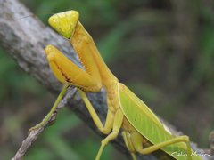 Stagmatoptera biocellata