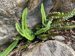 Polystichum kruckebergii