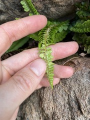 Polystichum kruckebergii
