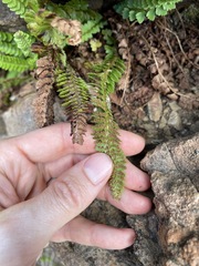 Polystichum kruckebergii