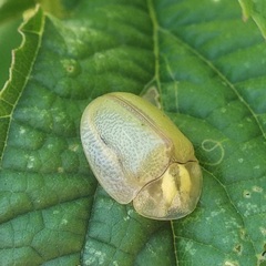 Physonota nitidicollis