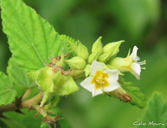 Melochia betonicifolia