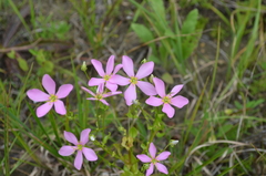 Sabatia angularis