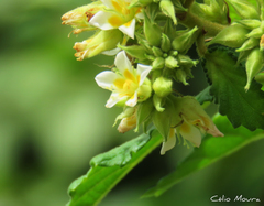 Melochia betonicifolia