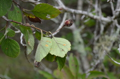 Crataegus triflora