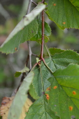 Crataegus triflora