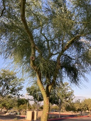 Fabaceae