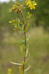 Hypericum sphaerocarpum