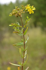 Hypericum sphaerocarpum