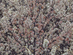Prunus rivularis
