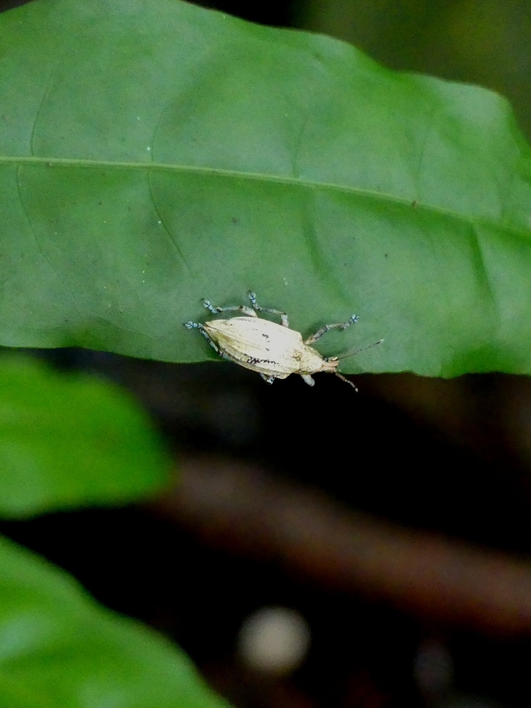 Compsus lacteus