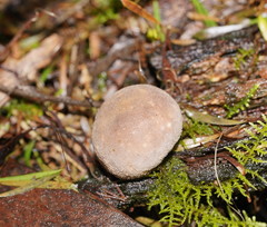 Lycoperdon subincarnatum
