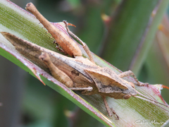 Xyleus discoideus angulatus