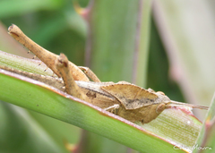 Xyleus discoideus angulatus