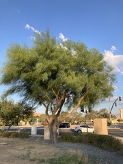 Fabaceae