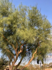Fabaceae