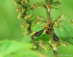 Epanthidium tigrinum