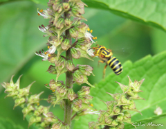 Epanthidium tigrinum