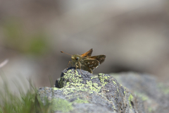Hesperia comma