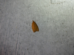 Sparganothis distincta