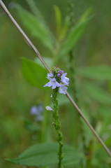 Verbena simplex