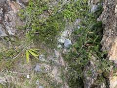 Polystichum kruckebergii