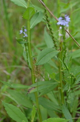 Verbena simplex