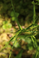 Carex pallescens