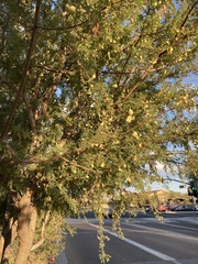 Fabaceae