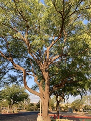 Fabaceae