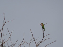 Psittacula alexandri